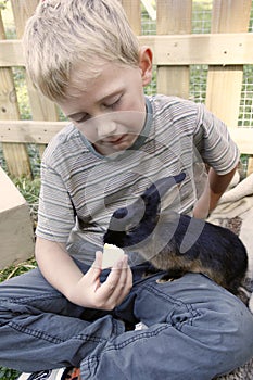 Boy feeding his pet rabbit