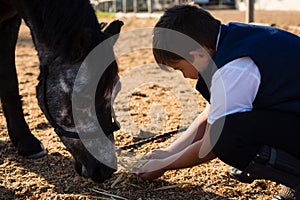 Boy feeding the horse in the ranch