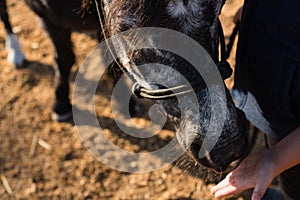 Boy feeding the horse in the ranch