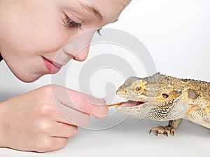 Boy feeding lizard