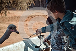 Boy is feeding an ostriche, Oudtshoorn, South Africa