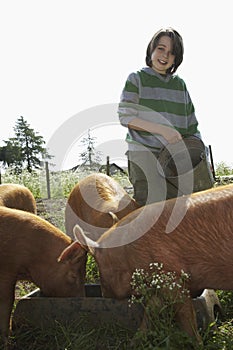 Boy Feeding Pigs In Sty