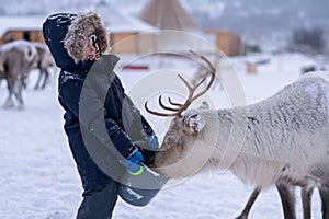 Boy feeding reindeer in the winter