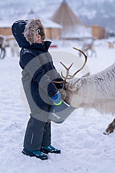 Boy feeding reindeer in the winter