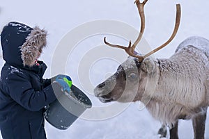 Boy feeding reindeer in the winter