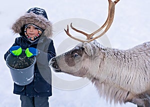 Boy feeding reindeer in the winter