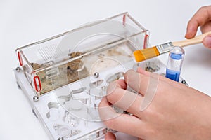 A boy feeding and taking care of ants messor in acrillic ant farm, formicarium