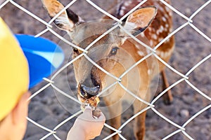 Boy feeds deer in the zoo in the summer