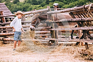 Boy feeds a donkey on farm photo