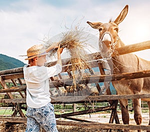 Boy feeds a donkey on the farm
