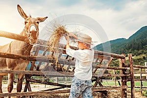 Boy feeds a donkey on the farm