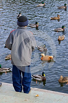 Boy feeds ducks