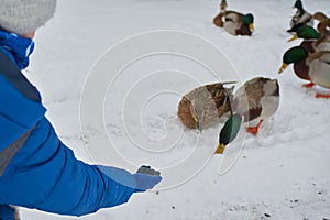 A boy feeds grain to wild ducks in the winter on the snow