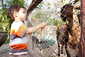 boy feeds sheep