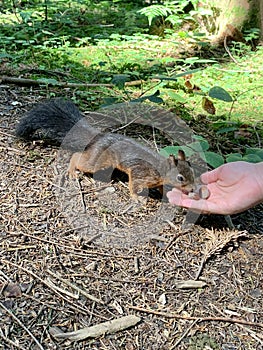 The boy feeds the squirrel nuts from his hand. Forest rodent prepares stocks for the winter. A squirrel in the forest takes nuts
