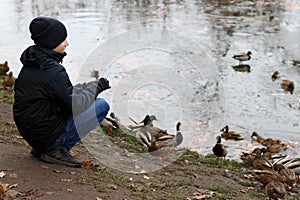 Boy feeds wild ducks on shore near lake in autumn