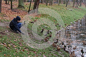 Boy feeds wild ducks on shore near lake in autumn