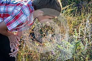 Boy on the field looking at the spider`s web