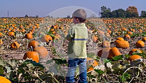 Boy in a field of Pumpkins