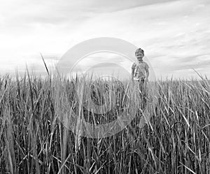 Boy on the field of rye.