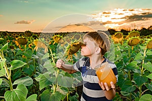 A boy in a field of sunflowers sniffs seeds and holds a jar of honey in his hand