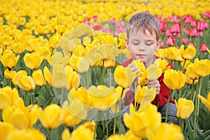 Boy on field of tulips