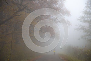 Boy in a foggy forest