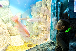 Boy in front of a huge aquarium