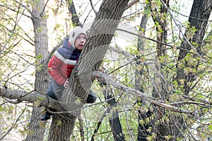 The boy in a funny hat with ears climbed a tree. Spring theme.