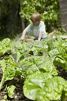 Boy Gardening With Focus On Crops