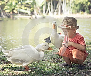 Boy and geese