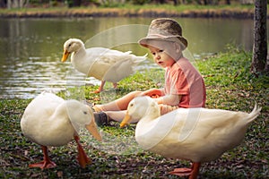 Boy and geese