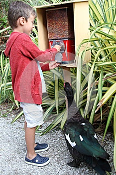 Boy gets seeds to feed musovy duck photo