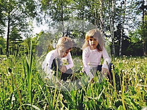 Boy and girl on the grass. Cute children gather meadow flowers and blow on dandelion seeds. Sister and brother are wearing white