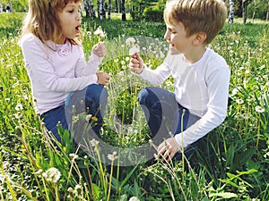 Boy and girl on the grass. Cute children pick meadow flowers and blow on dandelion seeds