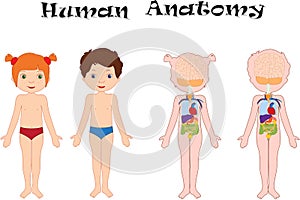 Boy and girl unclothed. Human anatomy for kids