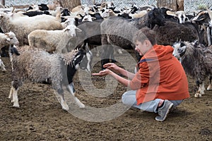Boy and a goat