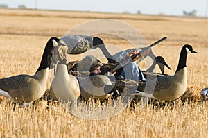 Boy Goose Hunting