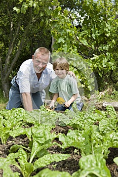 Boy With Grandfather Gardening