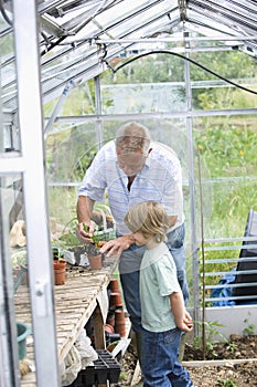 Boy With Grandfather Planting In Greenhouse