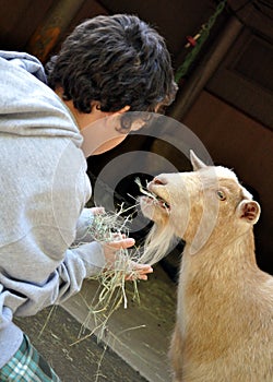 Boy hand feeding goat