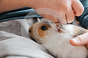 Boy hand fondle quinea pig in his armful. Child carry on his pet