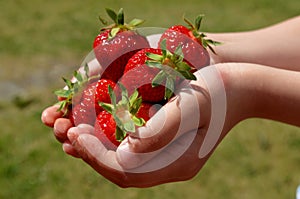 The boy in the hands holds strawberries on the background of green grass