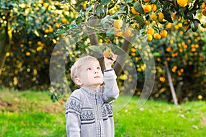 Boy harvest of mandarin orange on fruit farm