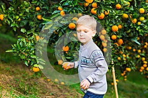 Boy harvest of mandarin orange on fruit farm