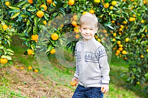 Boy harvest of mandarin orange on fruit farm