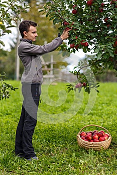 Boy harvesting apples