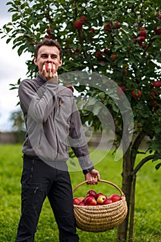 Boy harvesting apples