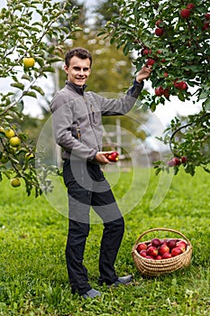 Boy harvesting apples