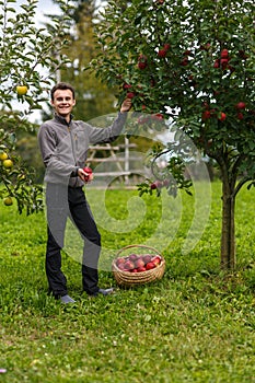 Boy harvesting apples